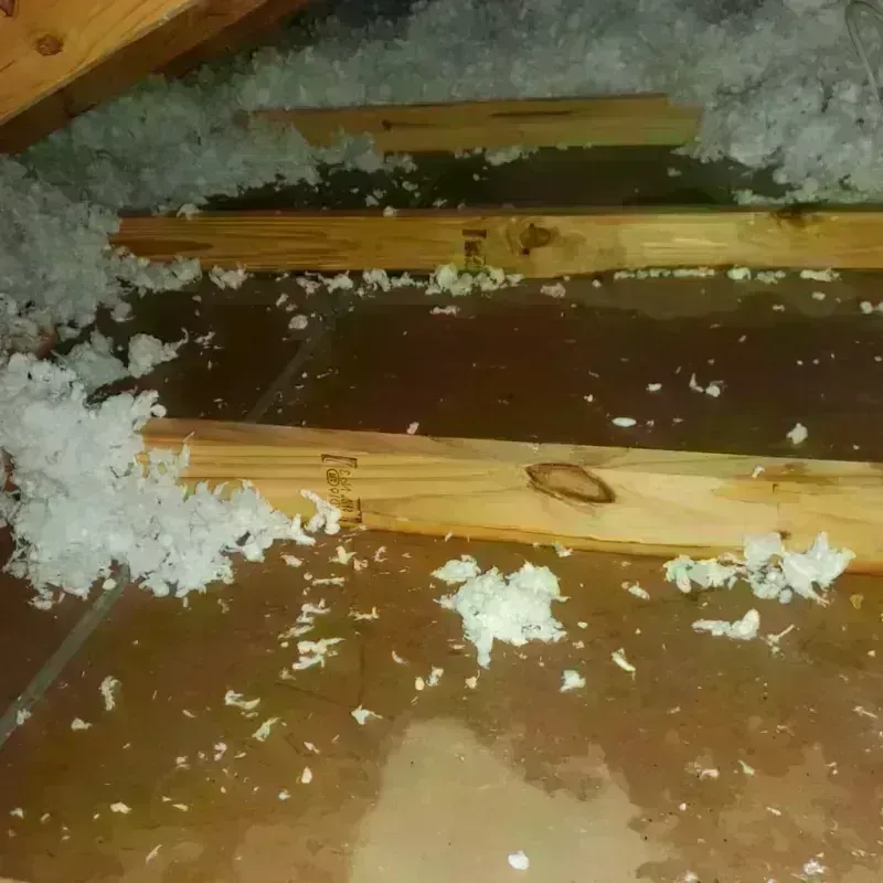 Attic Water Damage in Golden Gate, FL