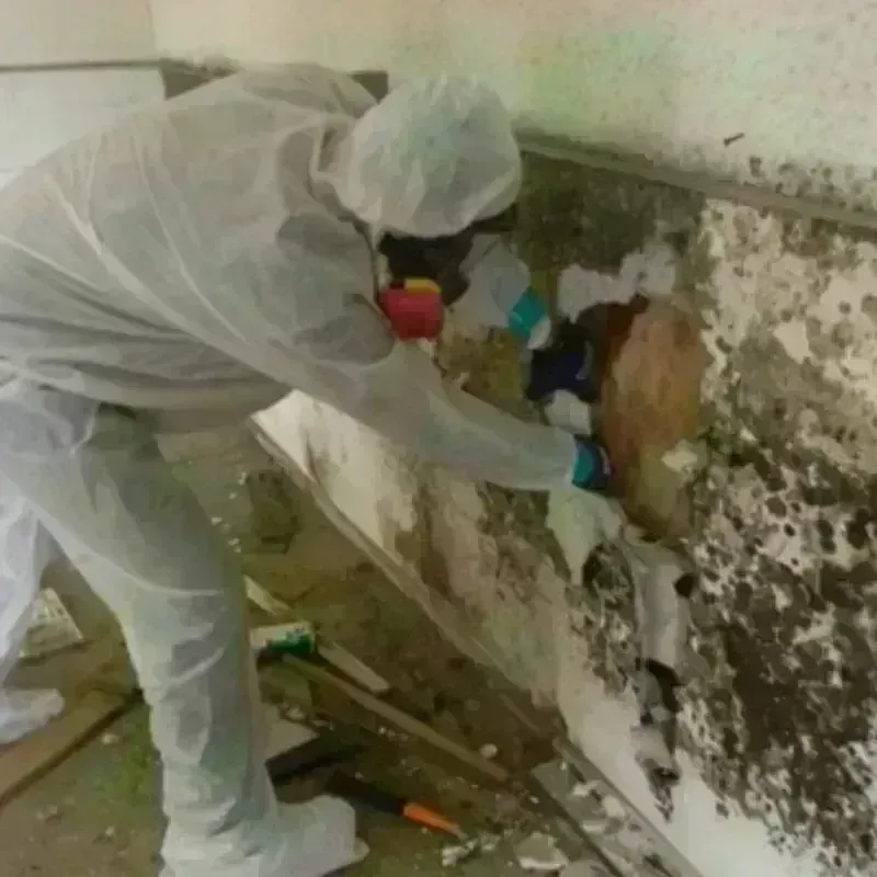 Mold Remediation and Removal in Golden Gate, FL